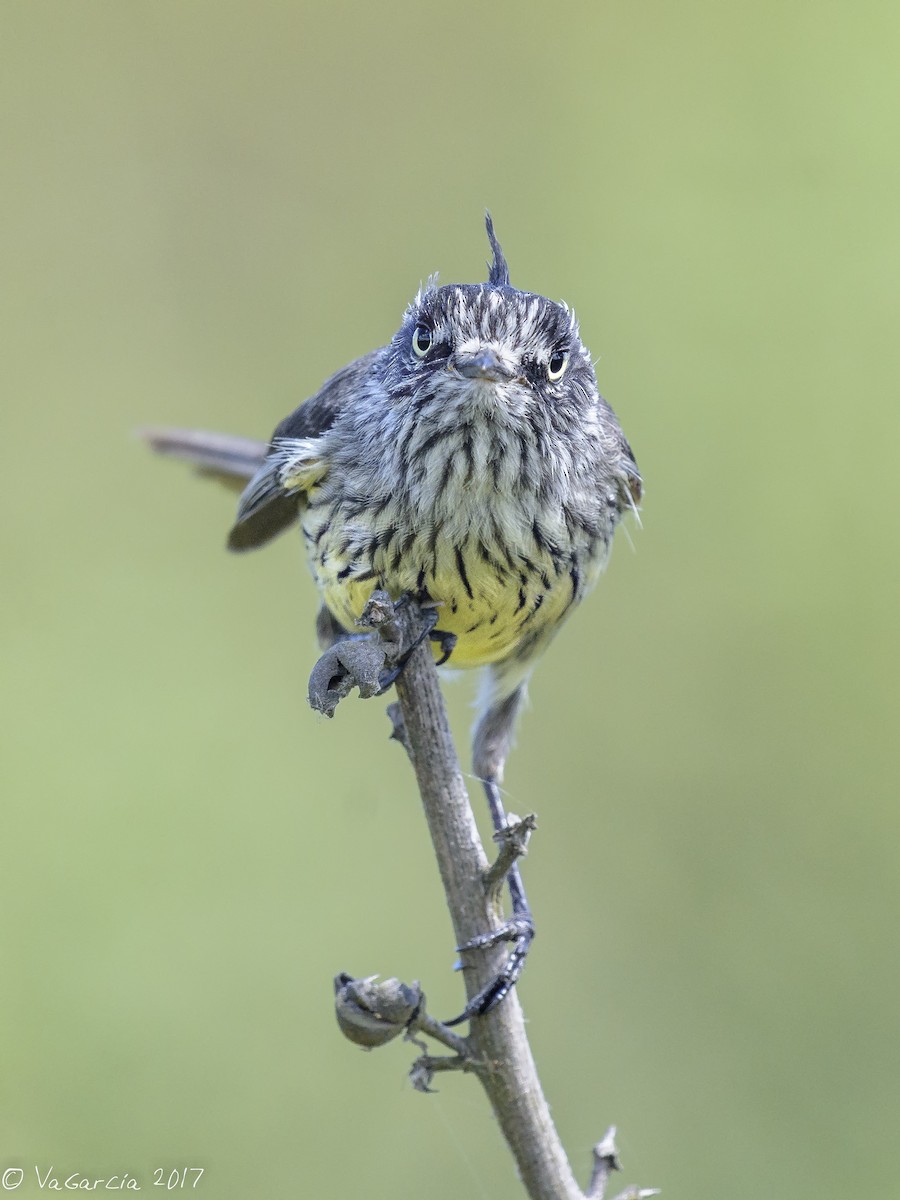 Tufted Tit-Tyrant - ML73849561