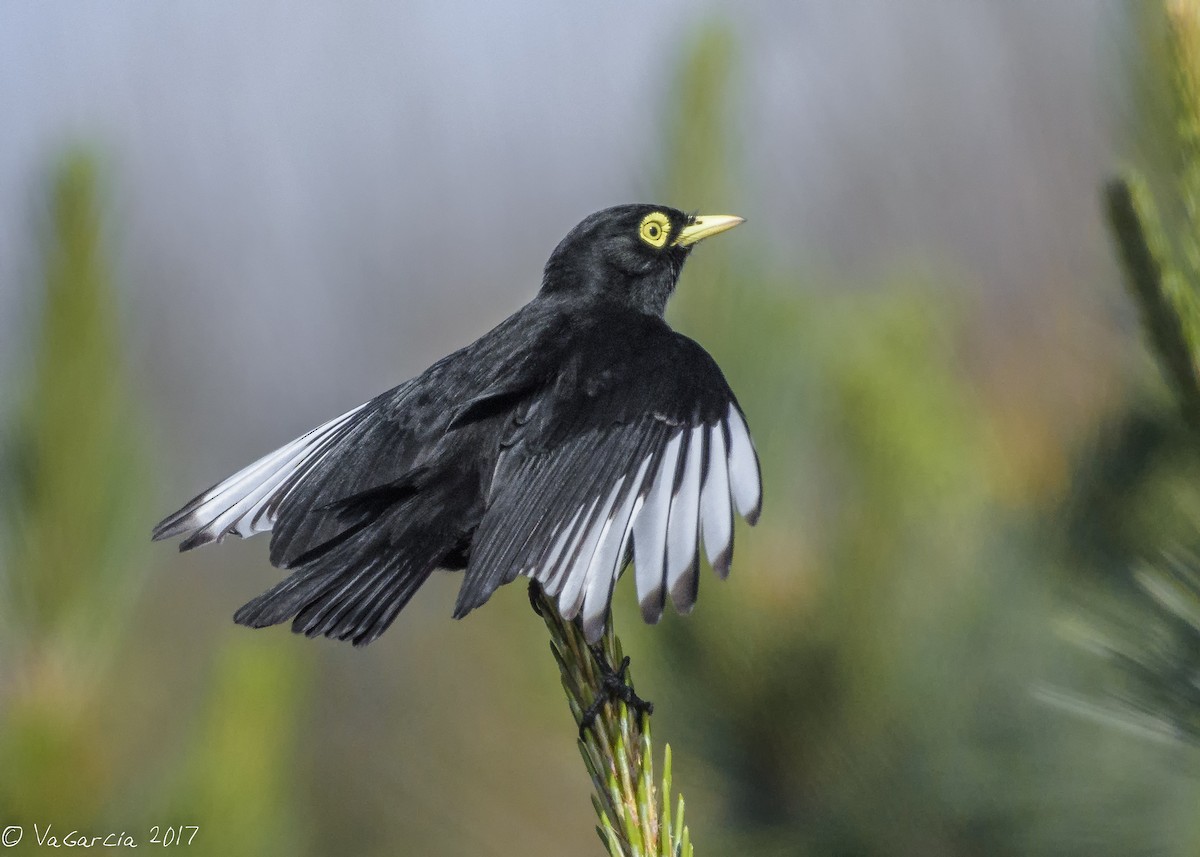 Spectacled Tyrant - ML73849691