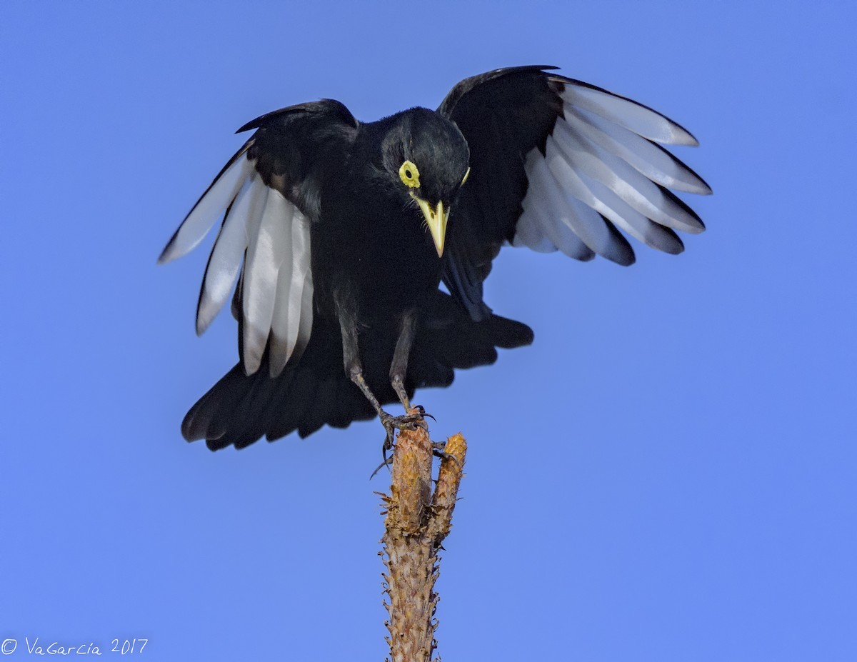 Spectacled Tyrant - ML73849701