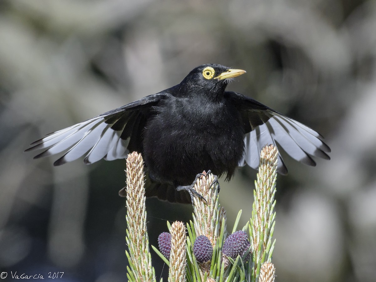 Spectacled Tyrant - ML73849711