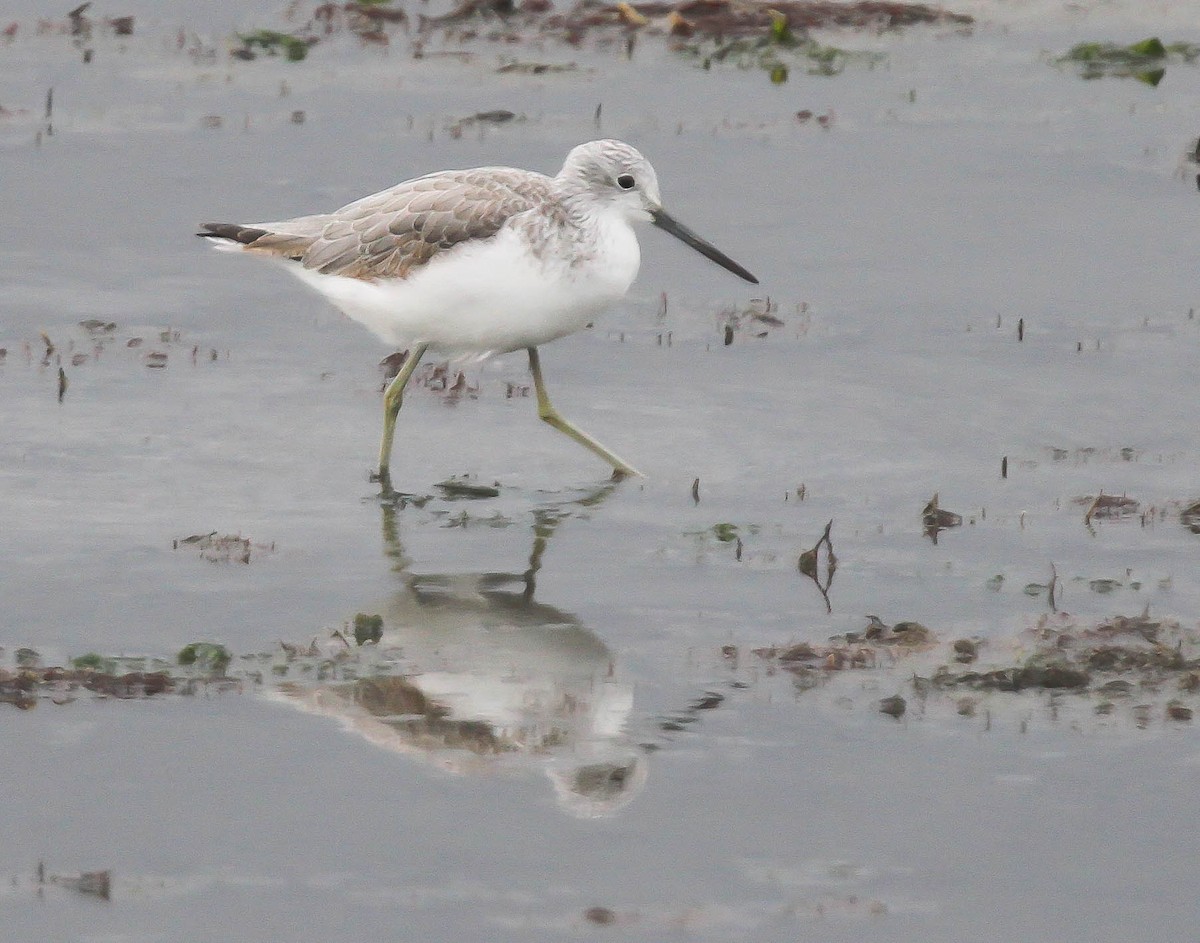 Common Greenshank - David Palmer