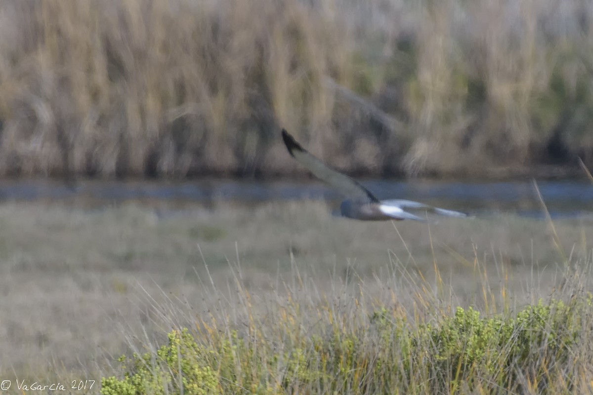 Cinereous Harrier - VERONICA ARAYA GARCIA