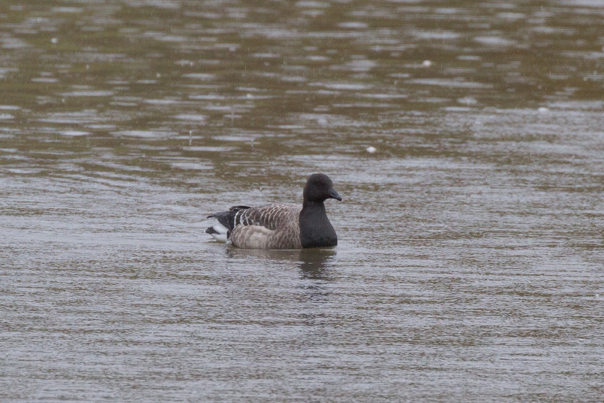 Barnacla Carinegra - ML73850891