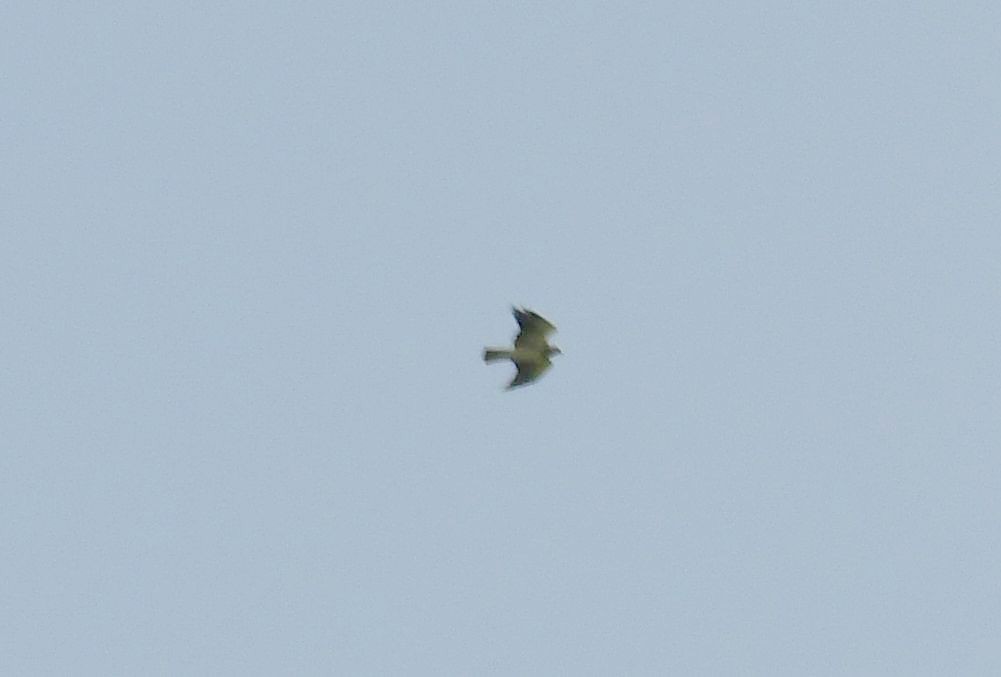 Swainson's Hawk - ML73851331