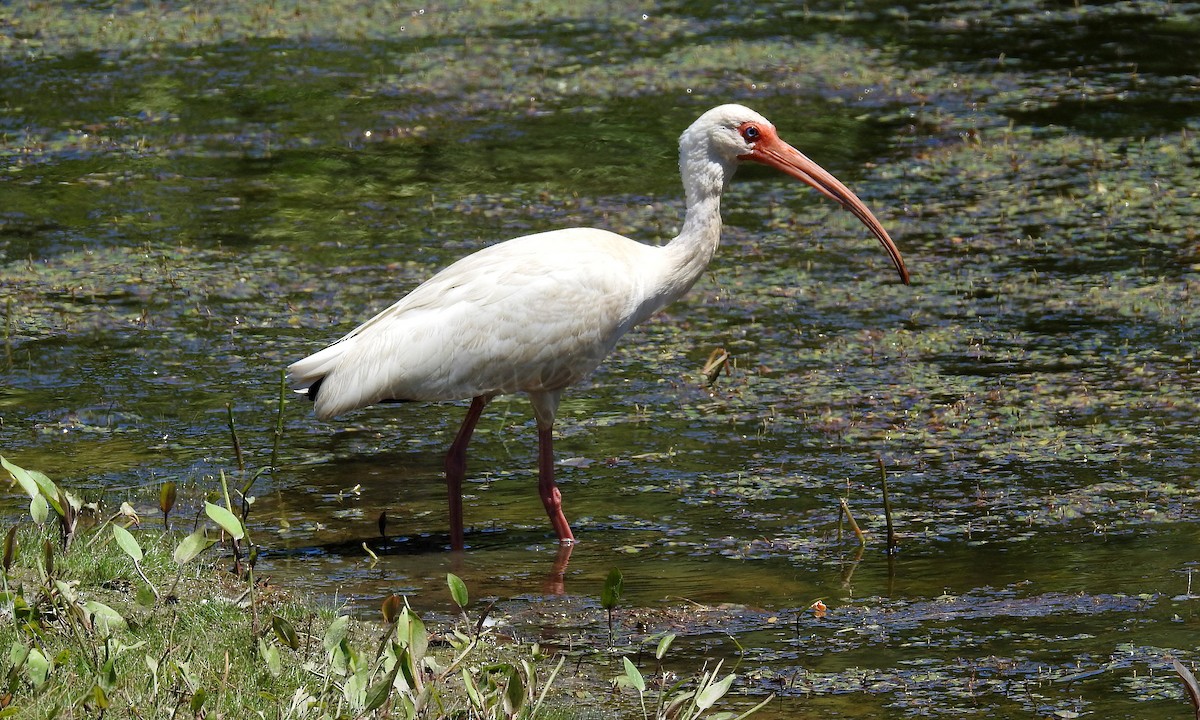 White Ibis - Kayo Roy