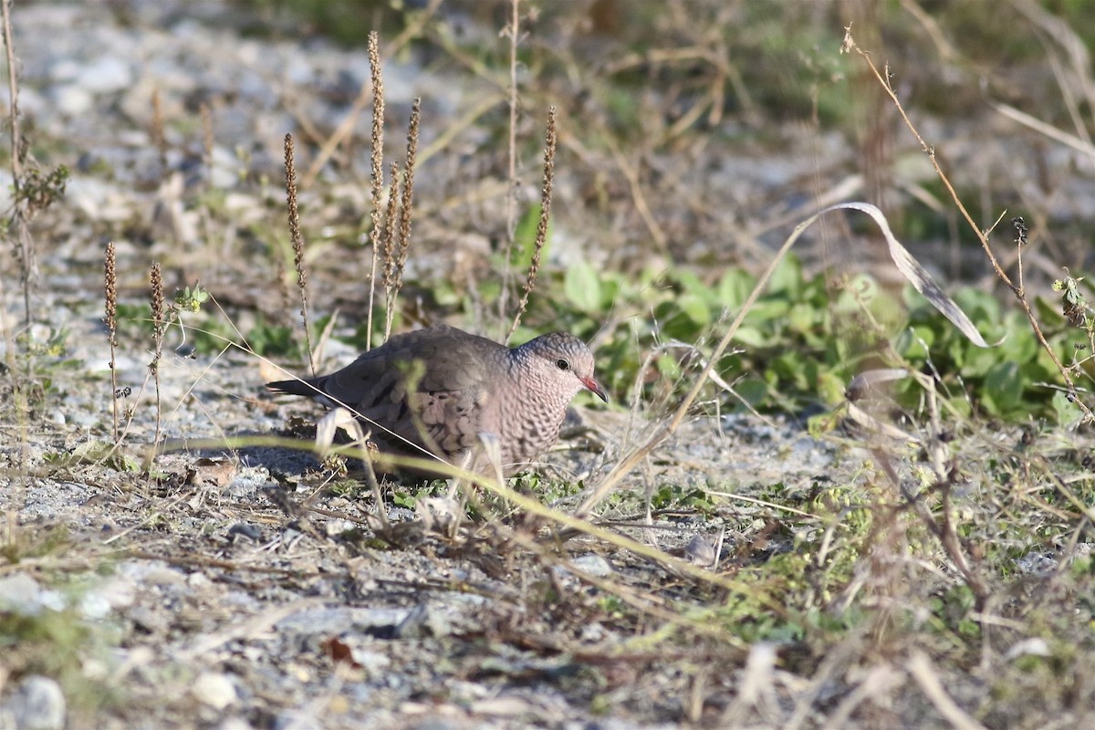 Common Ground Dove - ML73853801