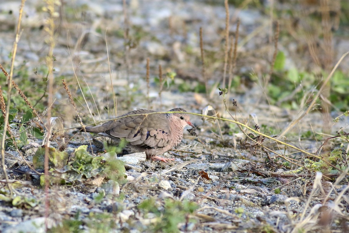 Common Ground Dove - Olivier Barden