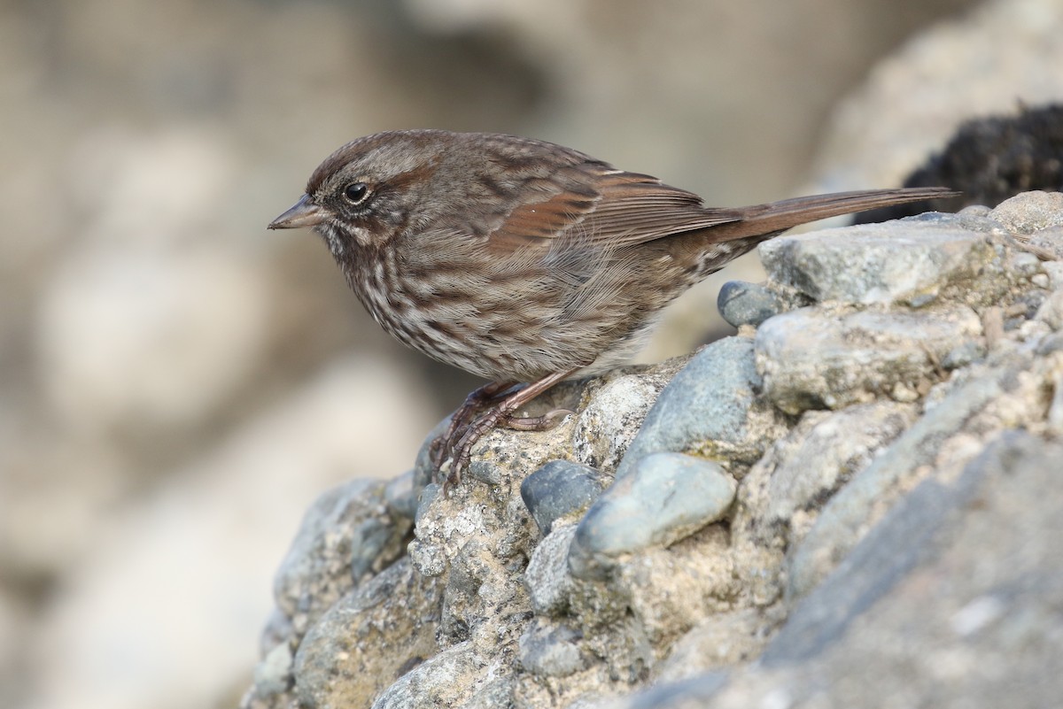 Song Sparrow - Liam Singh