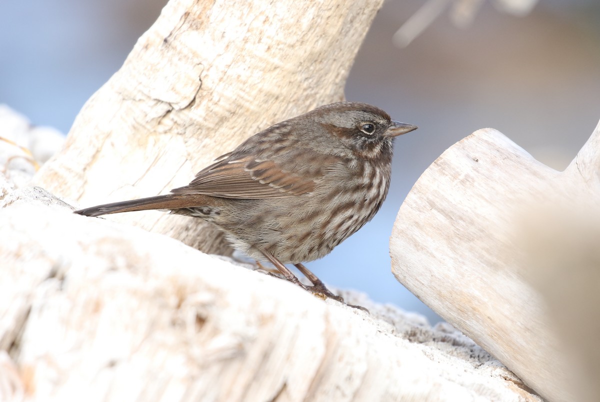 Song Sparrow - ML73855131