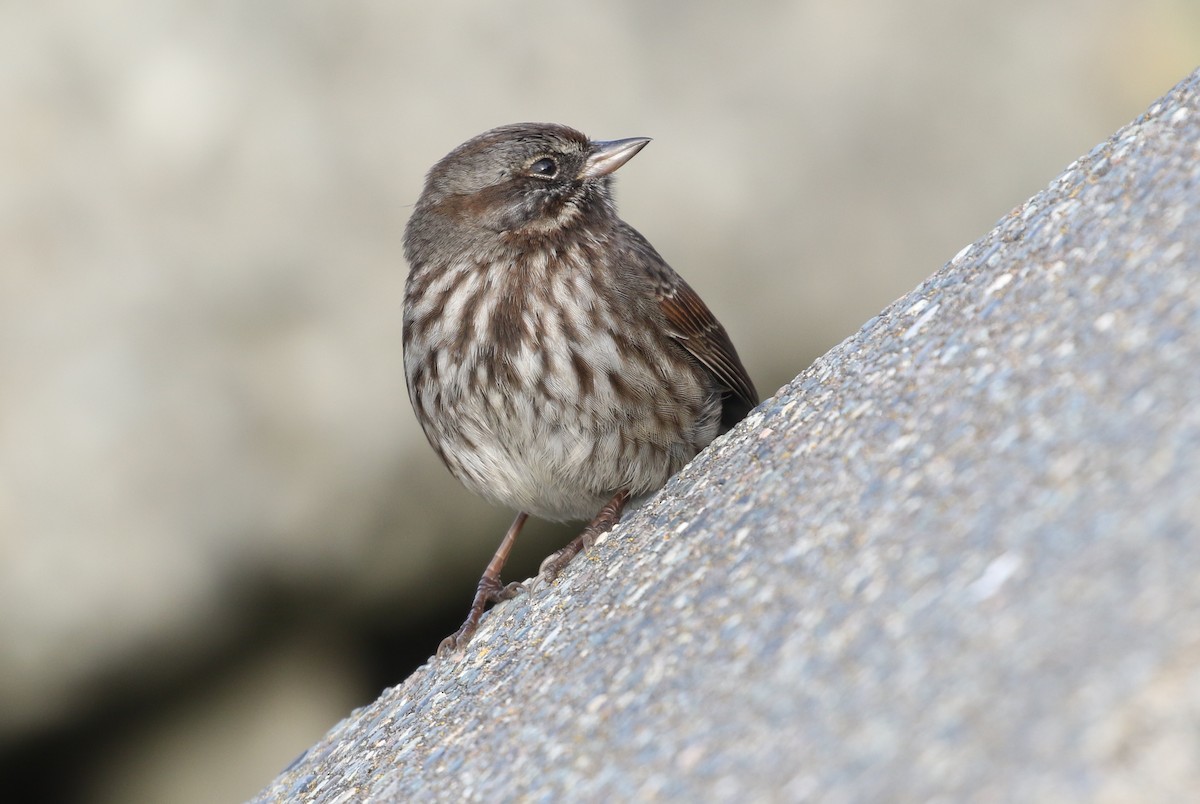 Song Sparrow - ML73856401