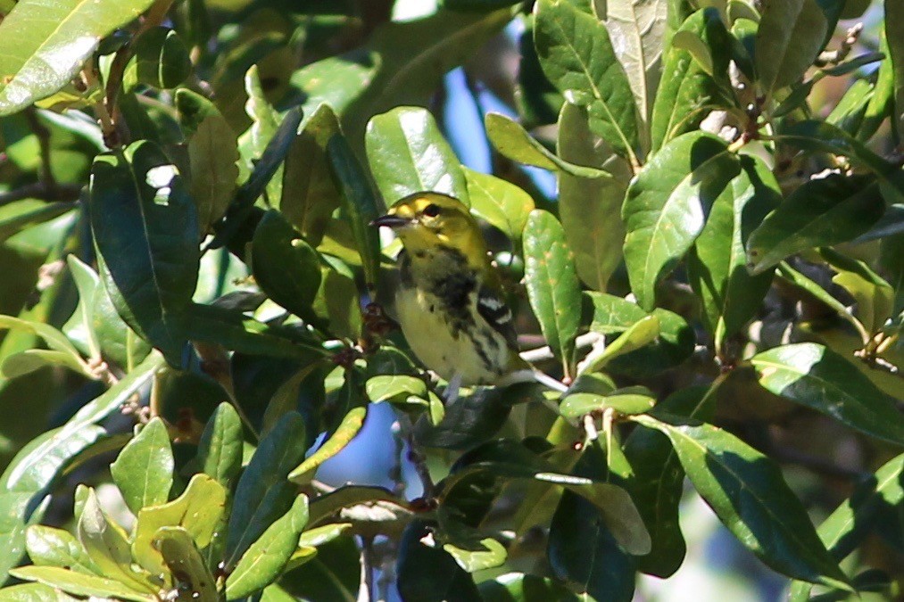 Black-throated Green Warbler - ML73856421