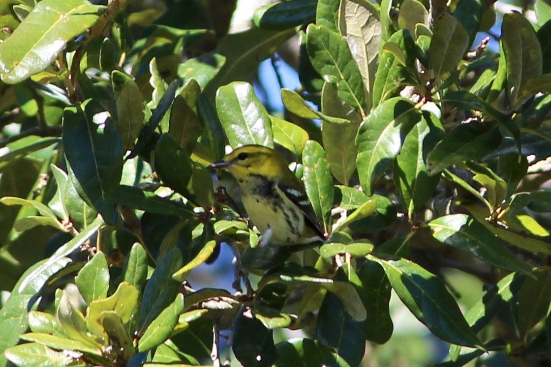 Black-throated Green Warbler - ML73856431