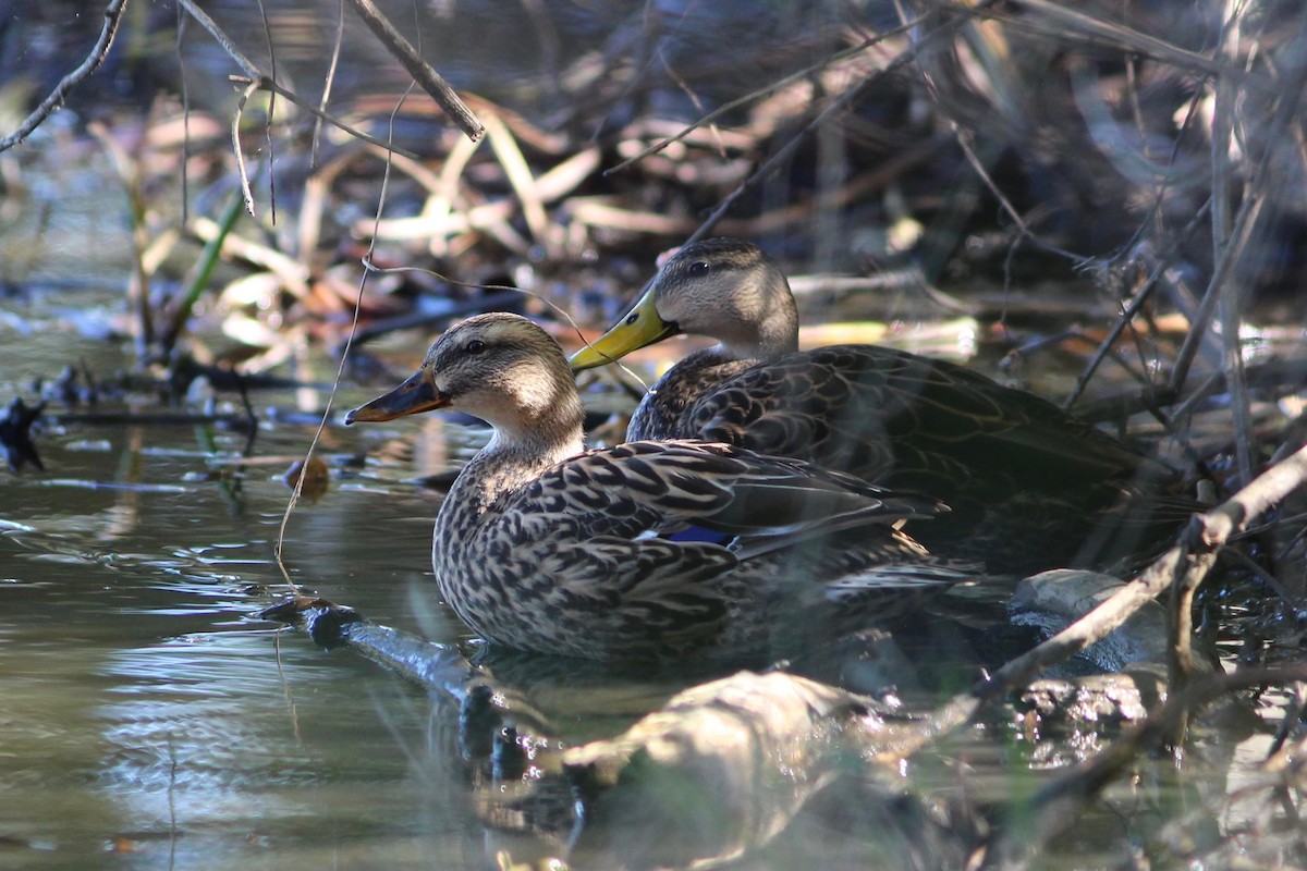 Canard colvert - ML73856721