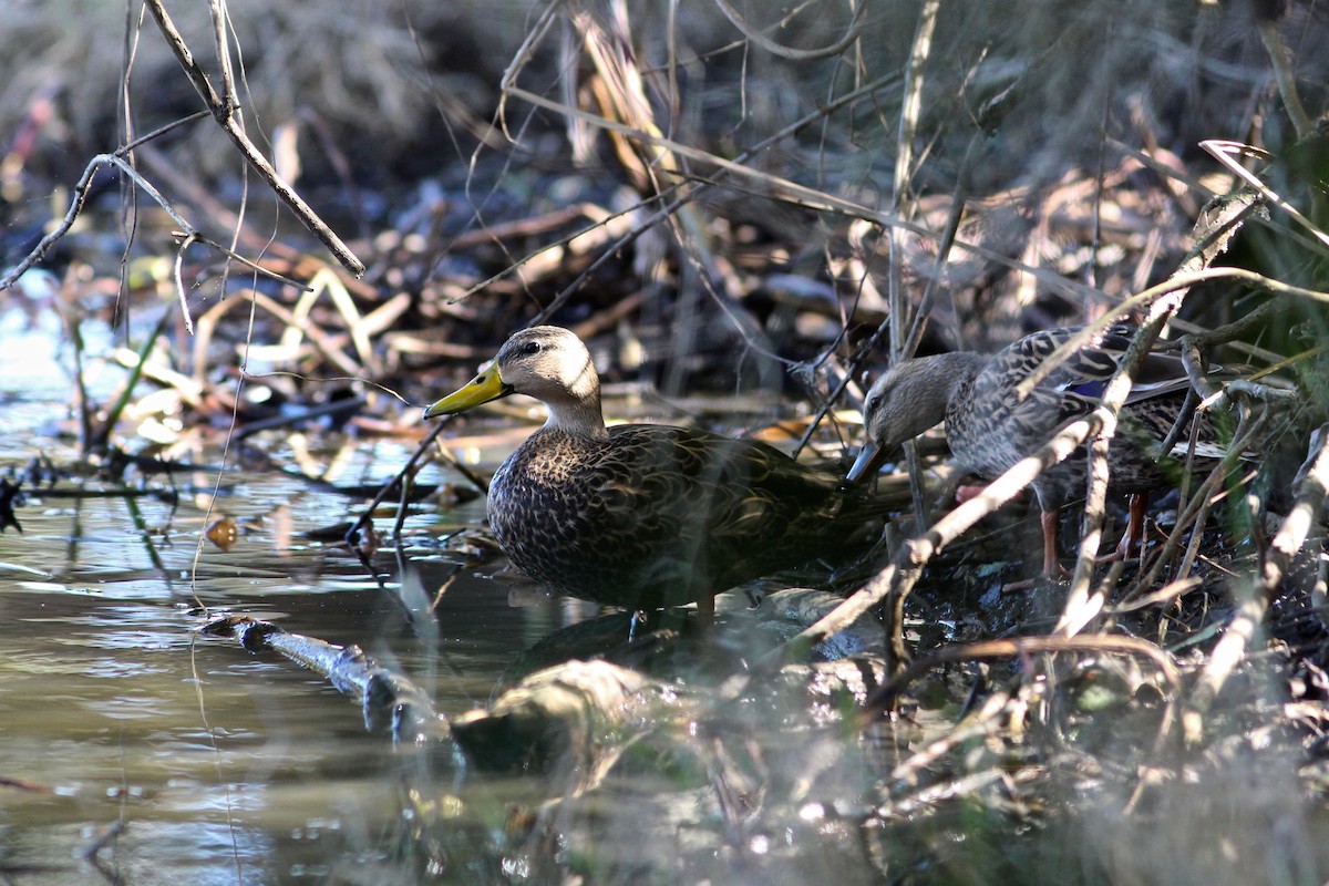 Mottled Duck - ML73856821