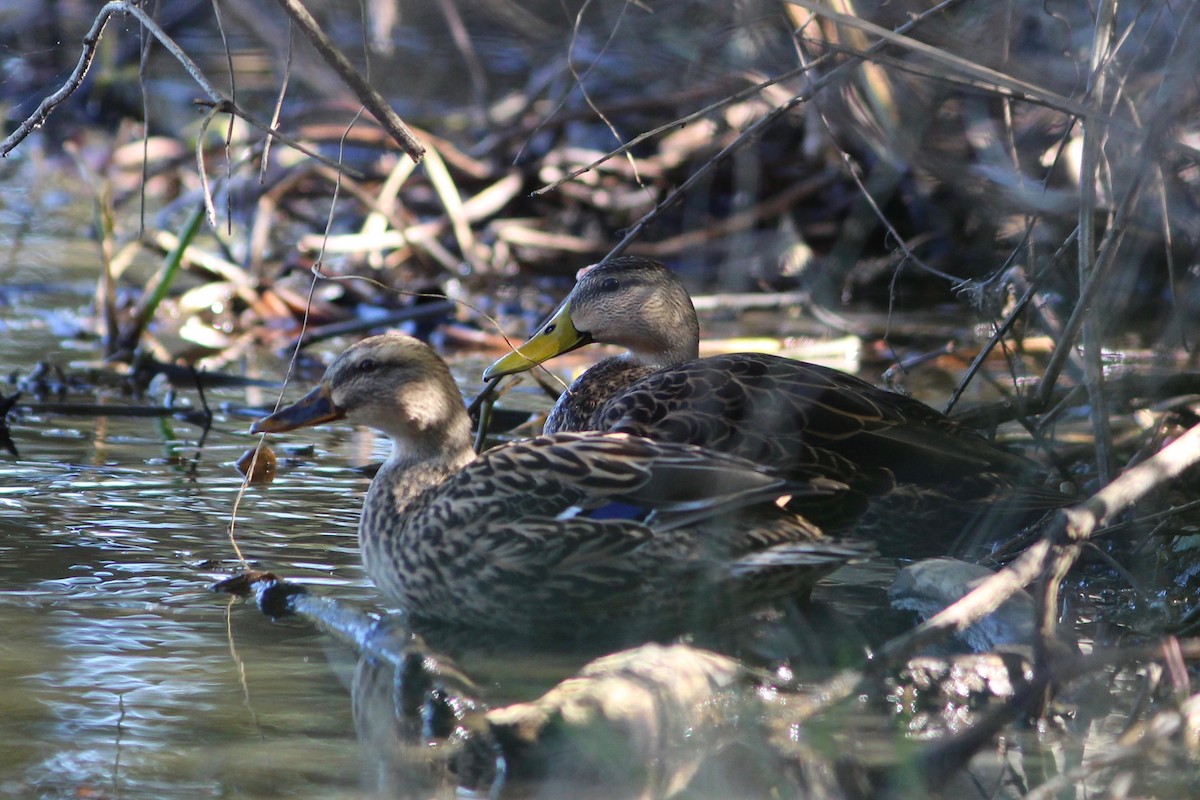 Mottled Duck - ML73856841