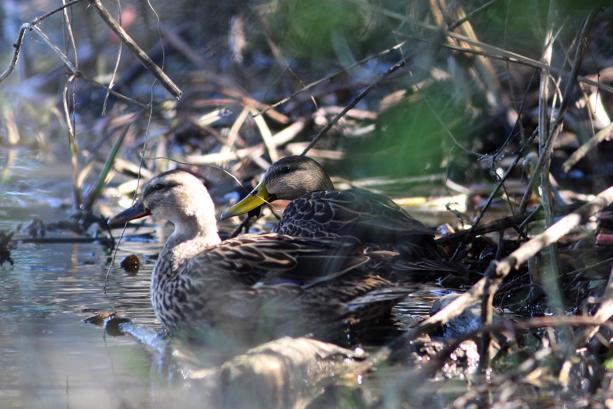 Mottled Duck - ML73856861