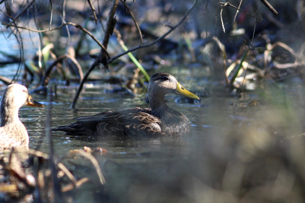 Mottled Duck - ML73856881