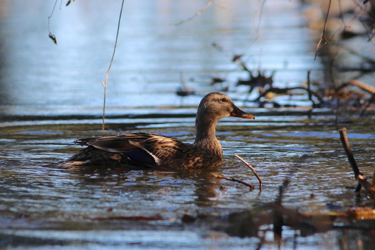 Canard colvert - ML73856931