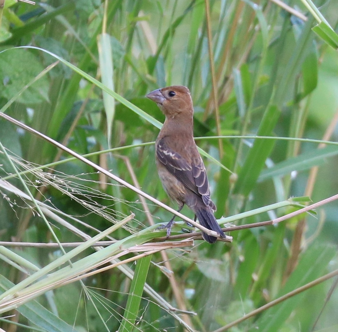 Blue Grosbeak - ML73856961