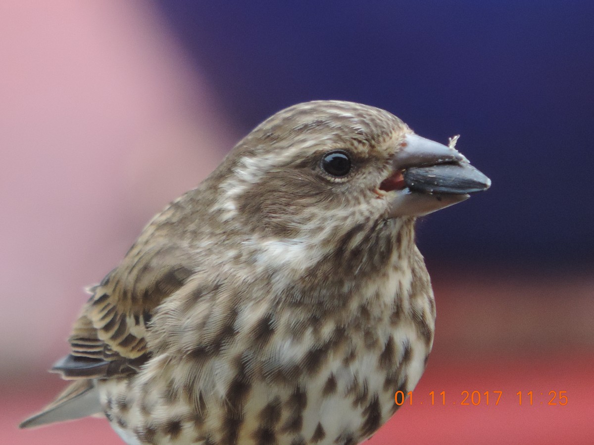 Purple Finch - ML73857011