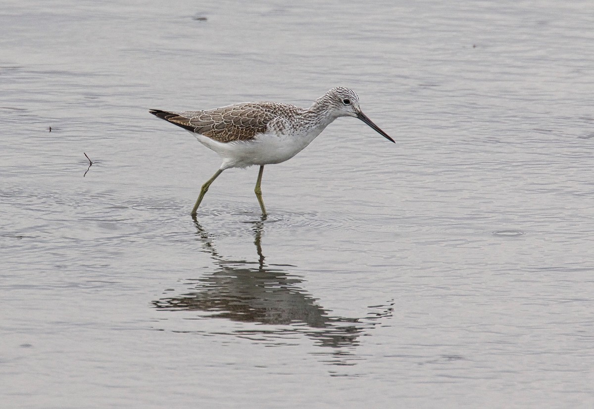 Common Greenshank - Richard Wolfert