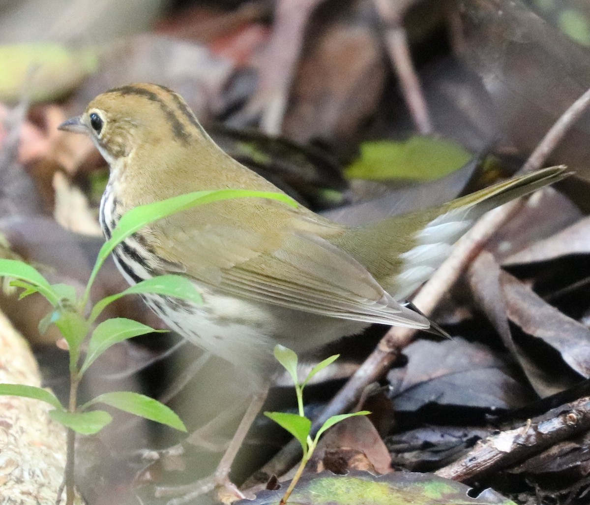 Paruline couronnée - ML73858701