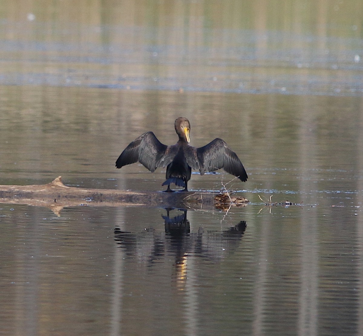 Double-crested Cormorant - ML73859081