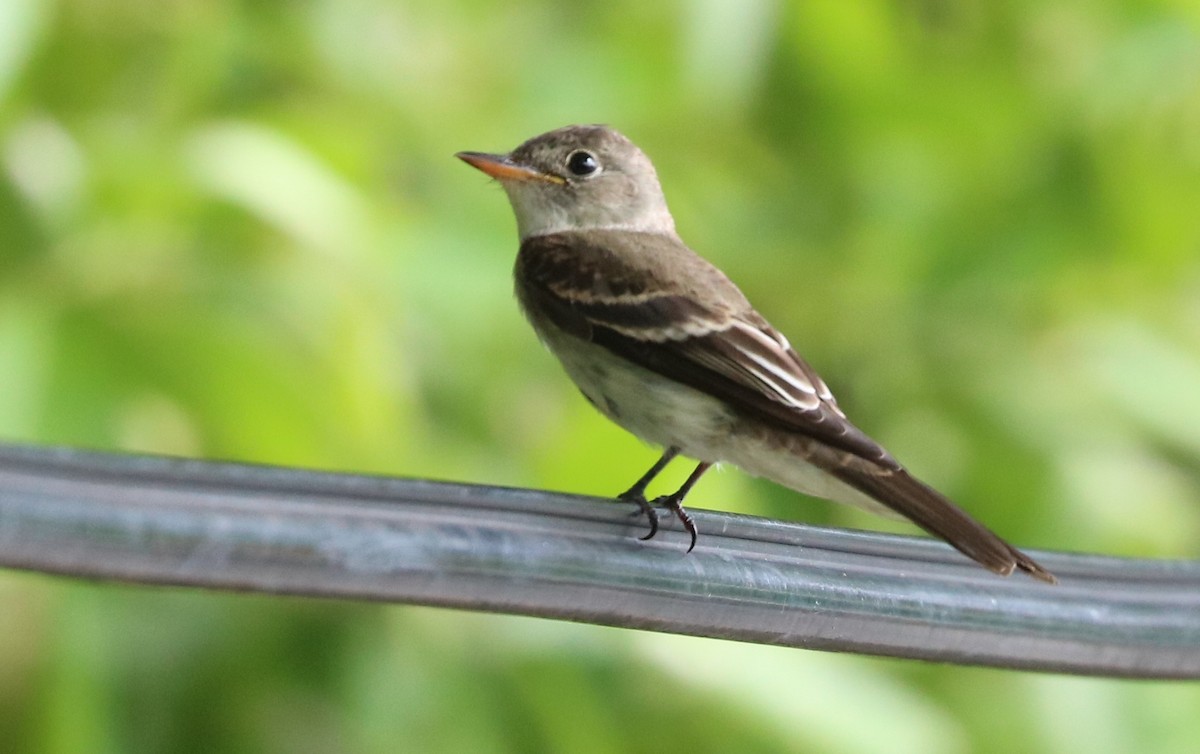 Eastern Wood-Pewee - ML73859131