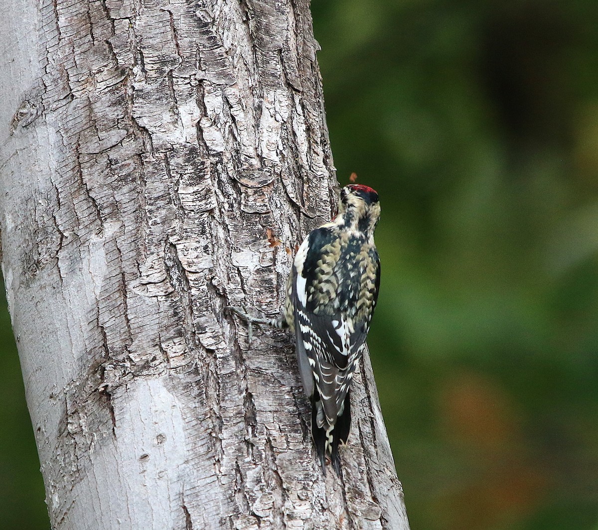 Yellow-bellied Sapsucker - ML73859261