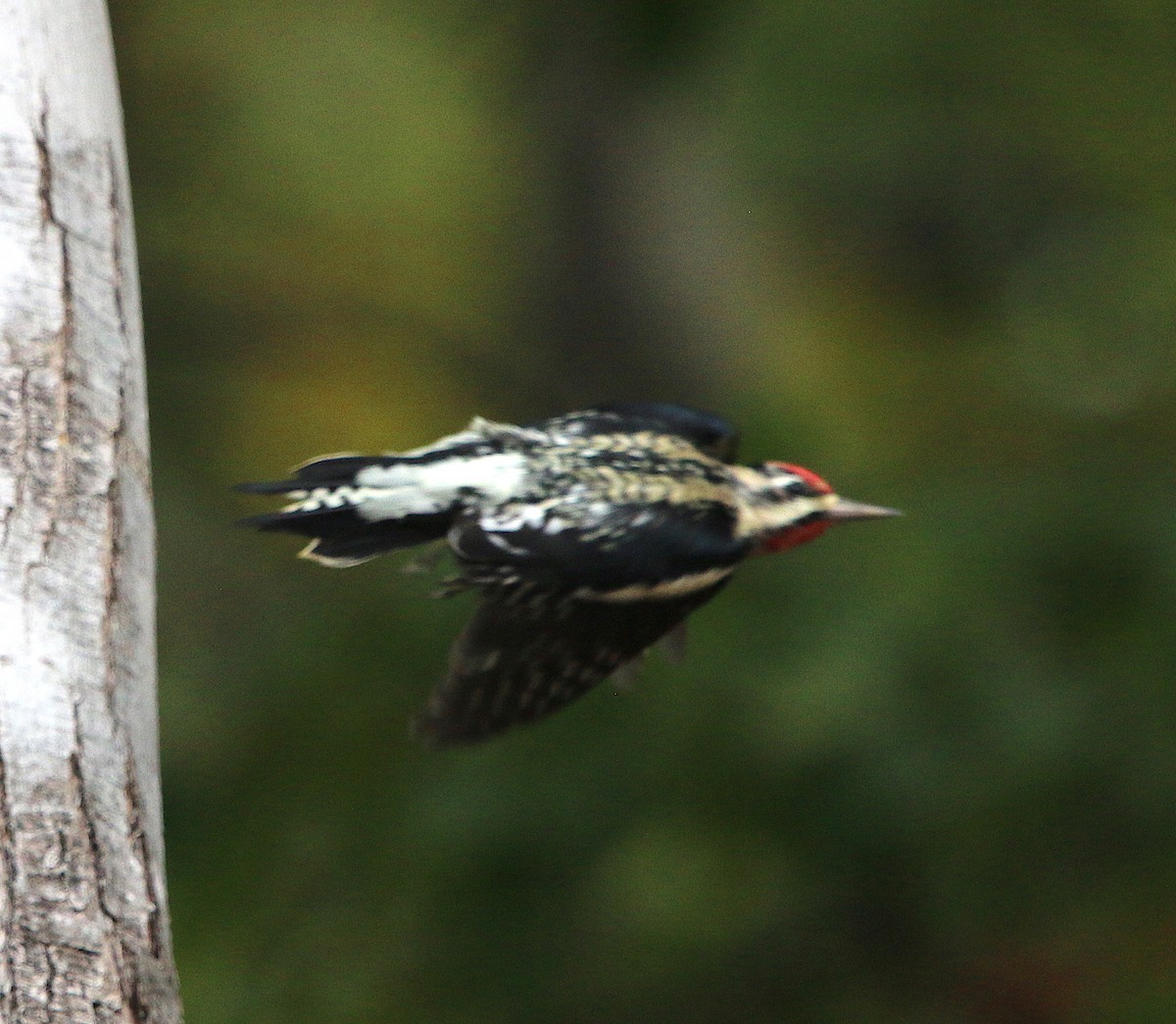 Yellow-bellied Sapsucker - ML73859311