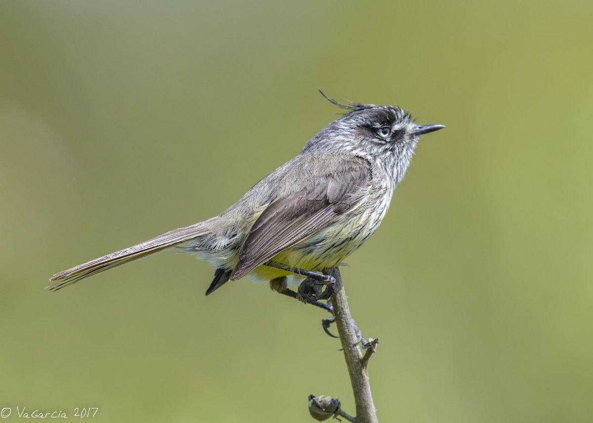 Tufted Tit-Tyrant - ML73859801