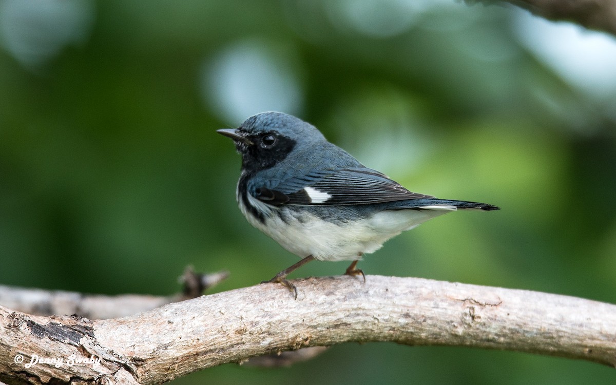 Black-throated Blue Warbler - ML73860051