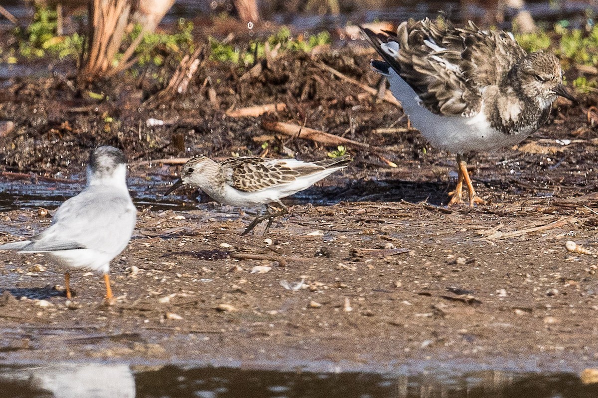 Little Stint - Eric VanderWerf