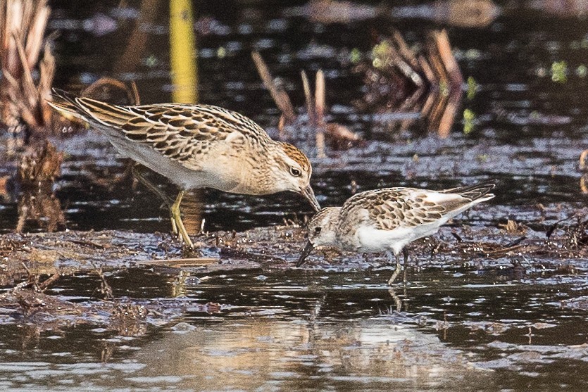 Little Stint - ML73863111