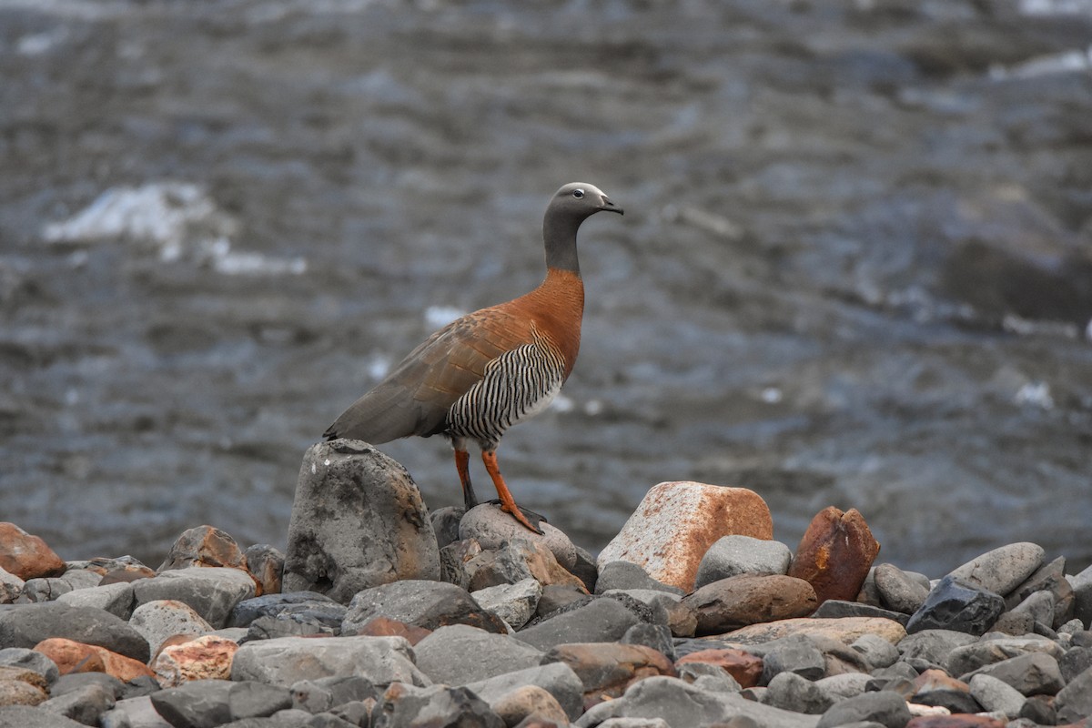 Ashy-headed Goose - ML73864461