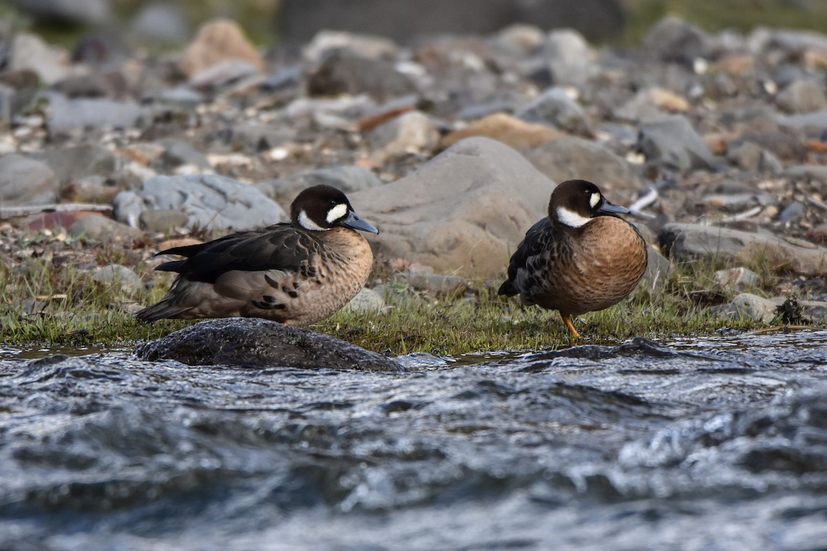 Spectacled Duck - ML73865341