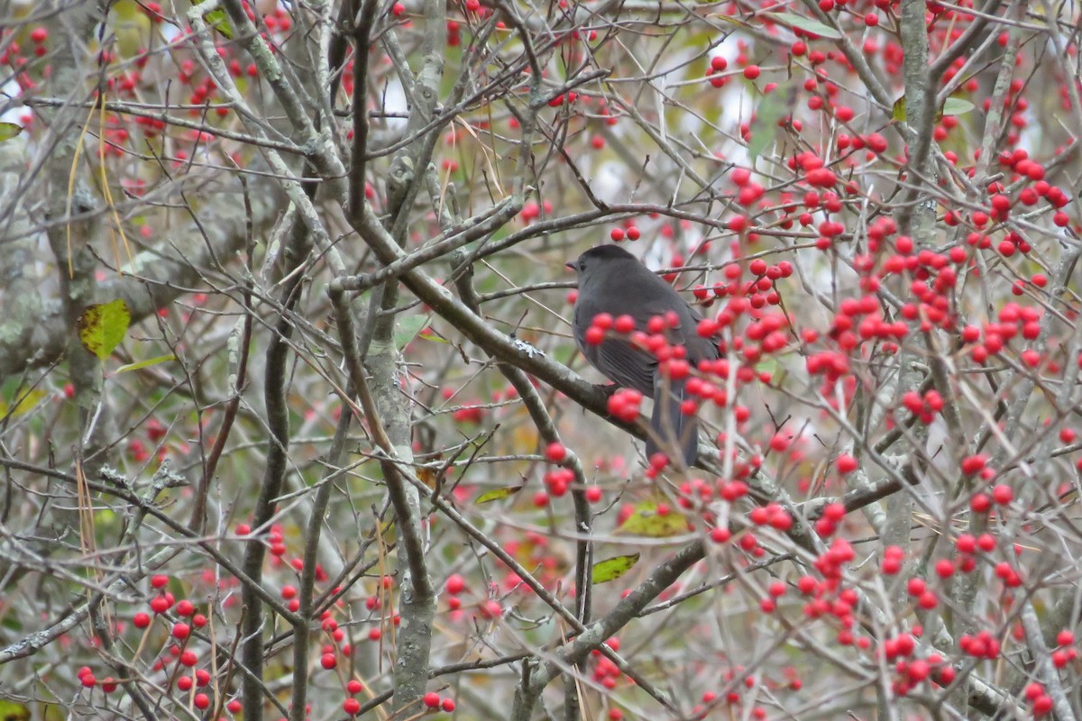 Gray Catbird - ML73866241