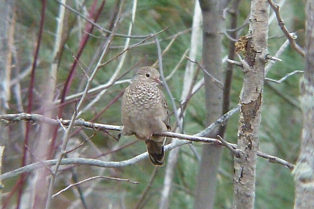 Common Ground Dove - Don Henise