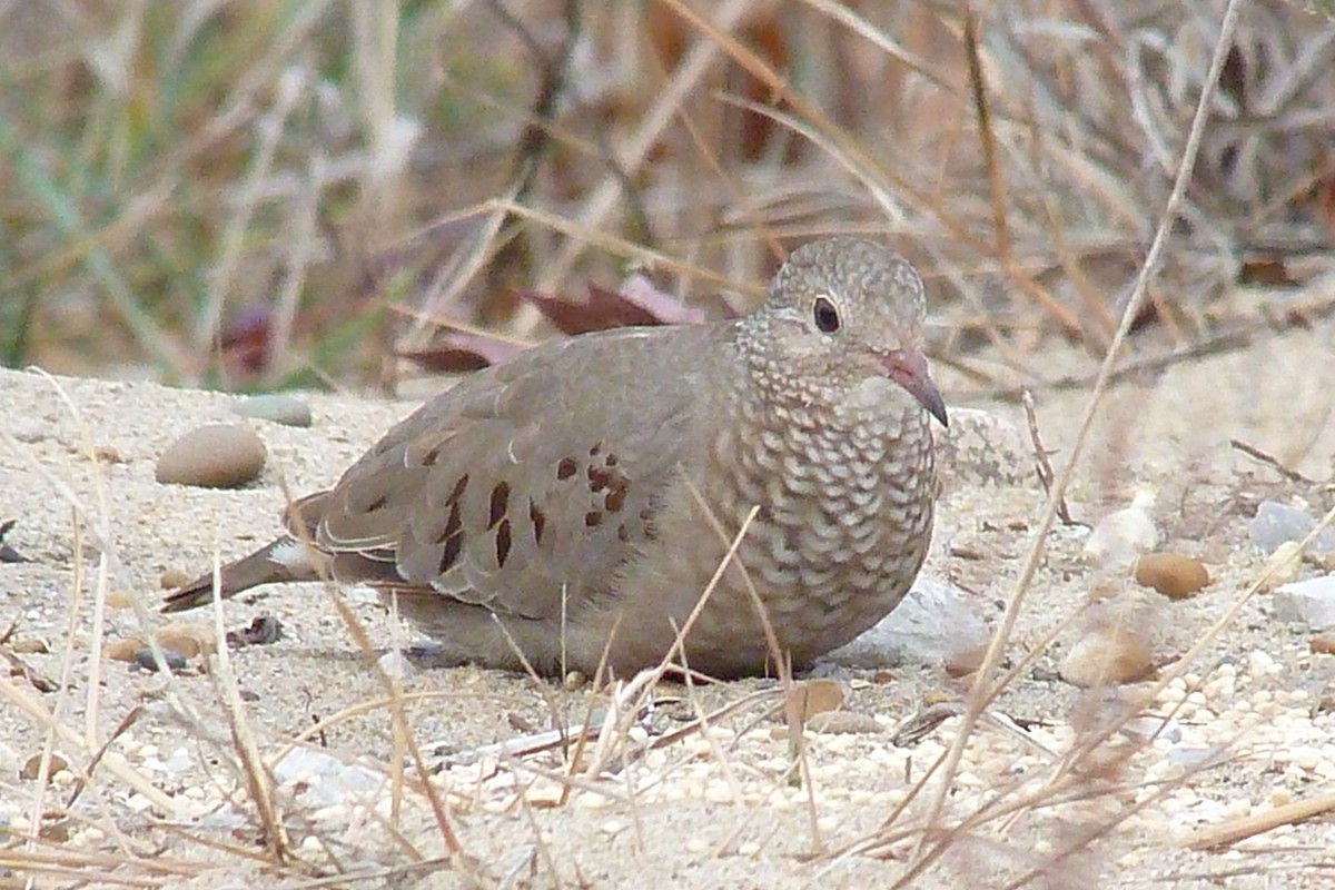 Common Ground Dove - ML73866631