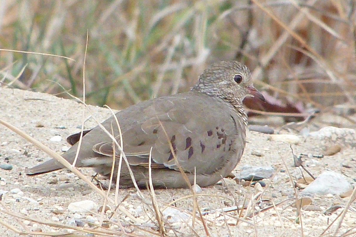 Common Ground Dove - ML73866671