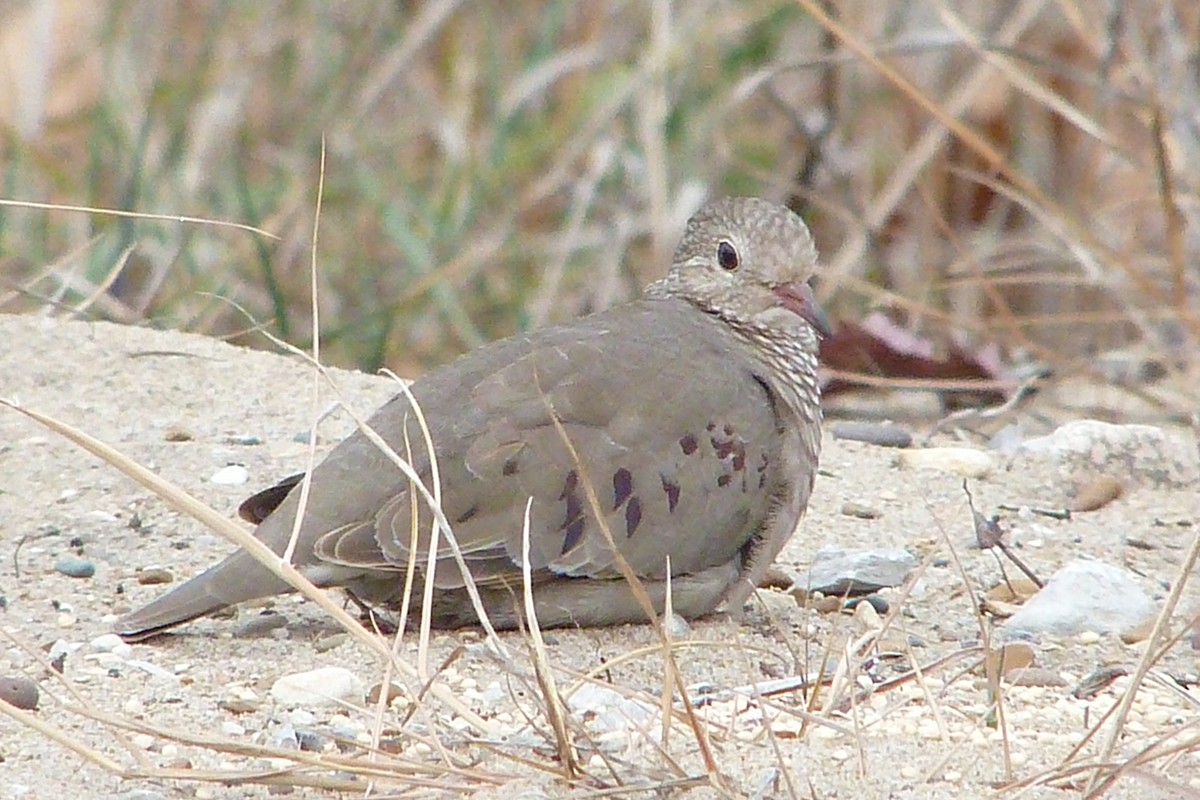 Common Ground Dove - ML73866681