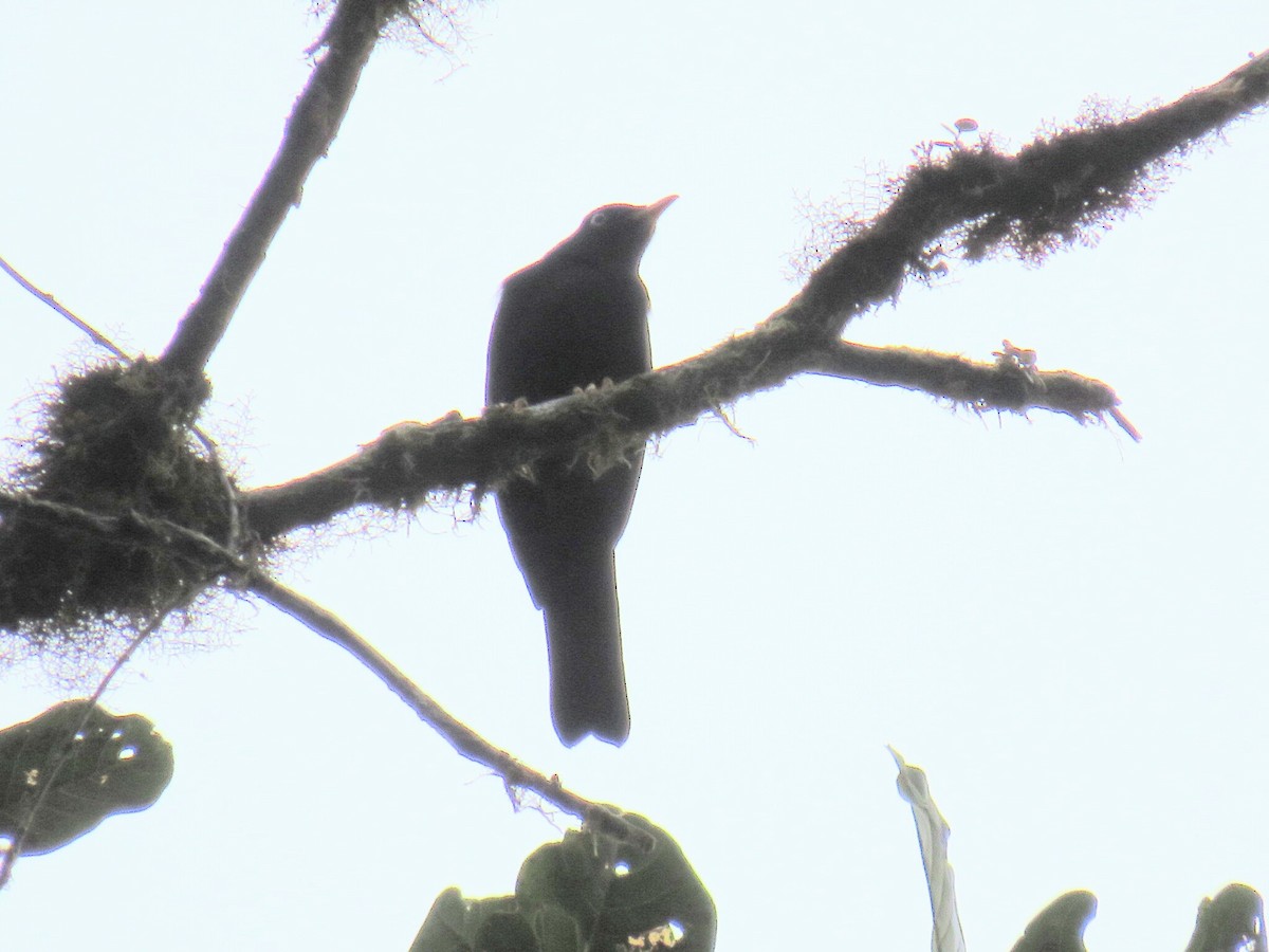 Pale-eyed Thrush - ML73872431