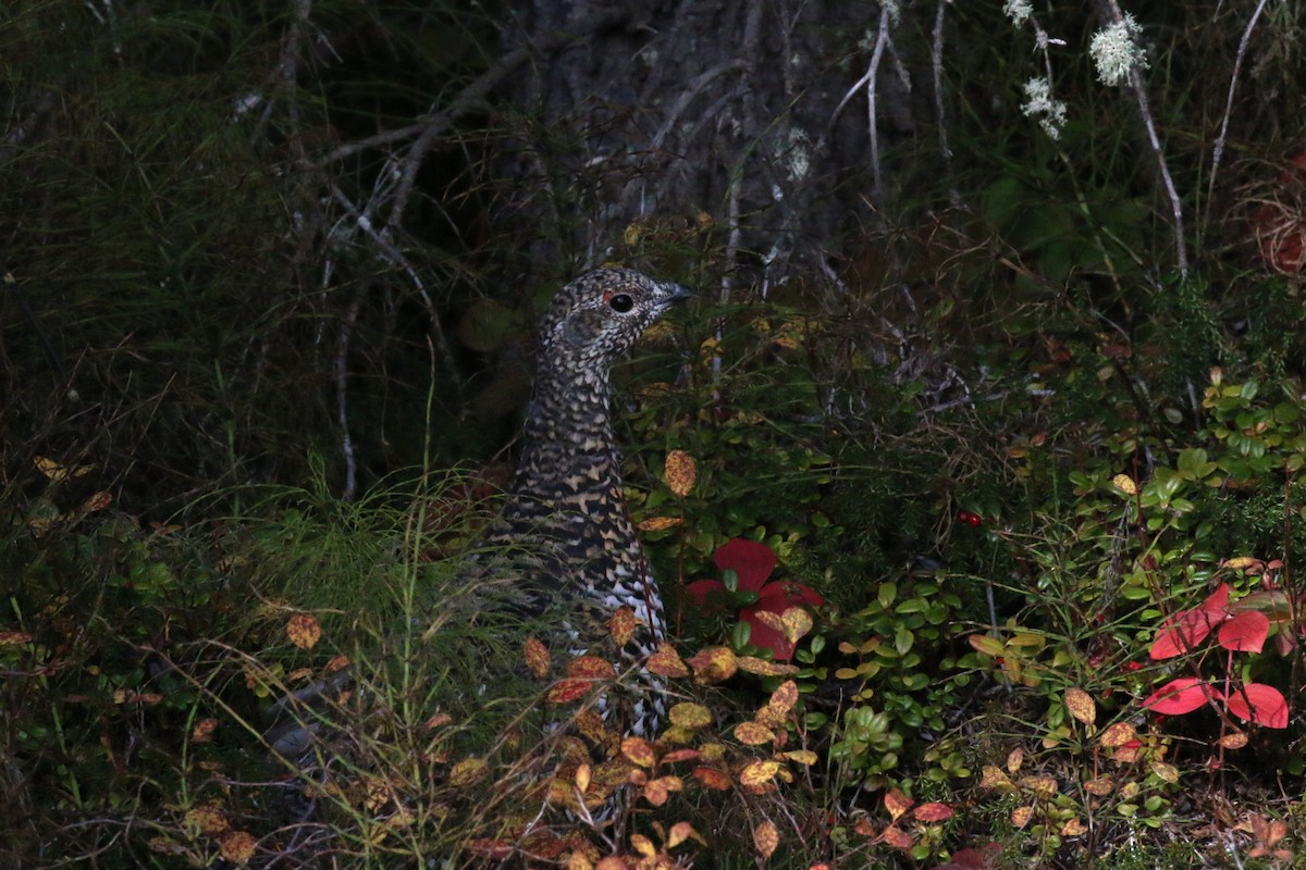 Spruce Grouse - ML73874331