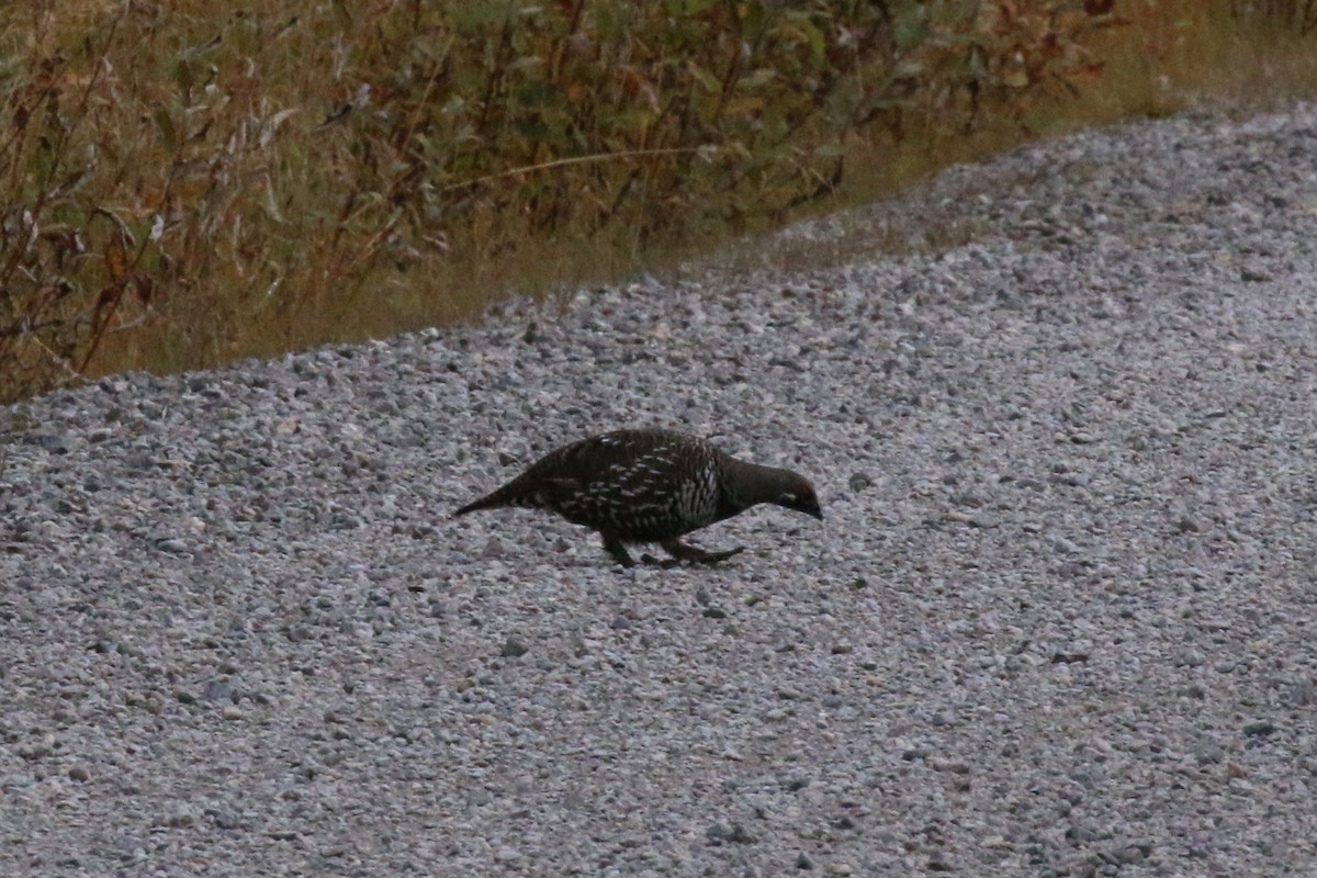 Spruce Grouse - ML73875151