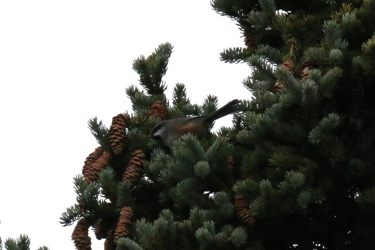 Boreal Chickadee - ML73875211