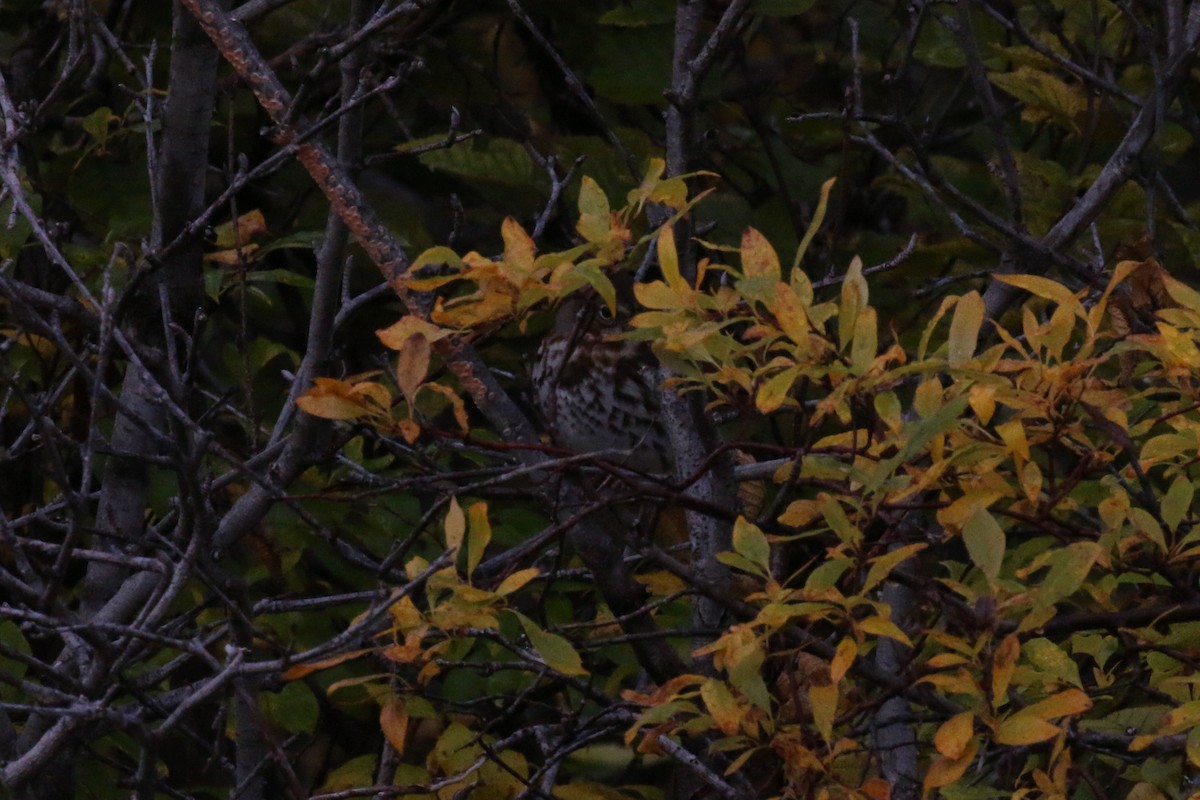 Fox Sparrow (Red) - ML73875261