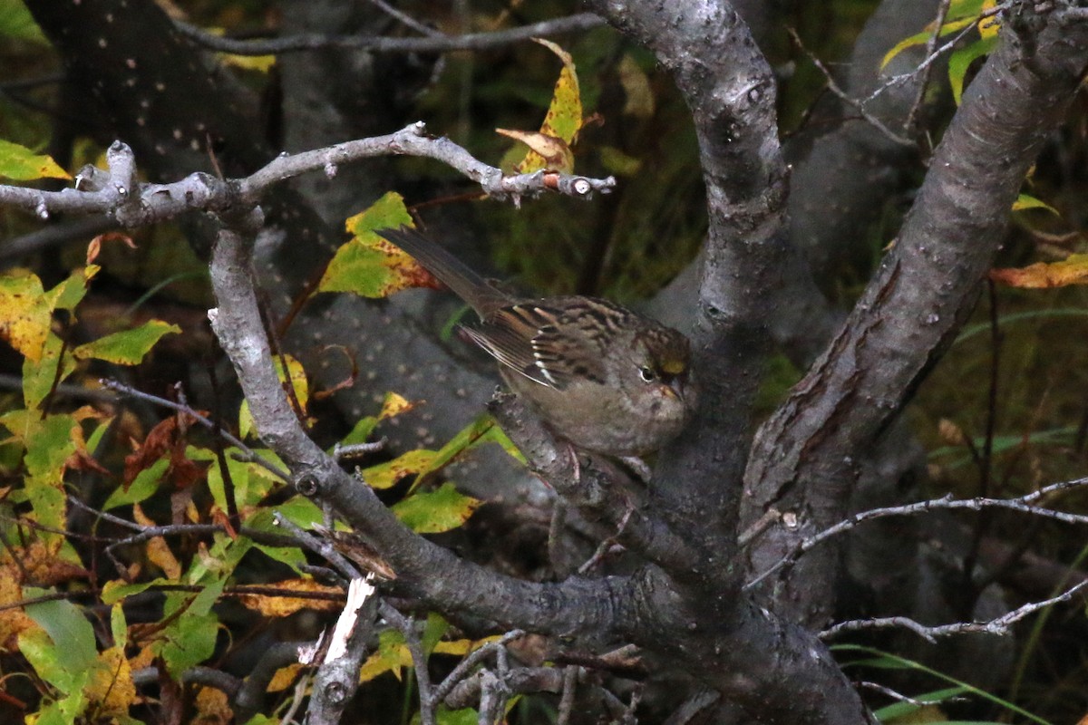 Golden-crowned Sparrow - ML73875281