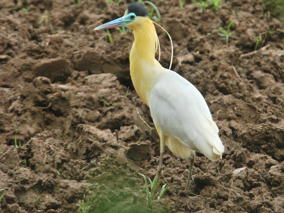 Capped Heron - ML73875611