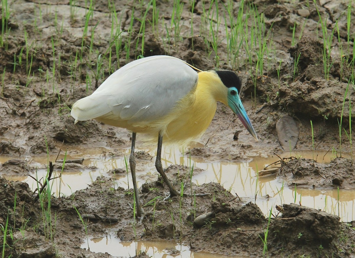 Capped Heron - ML73875621