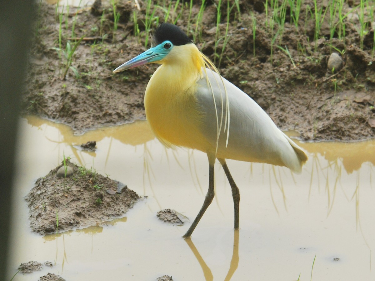 Capped Heron - ML73875631